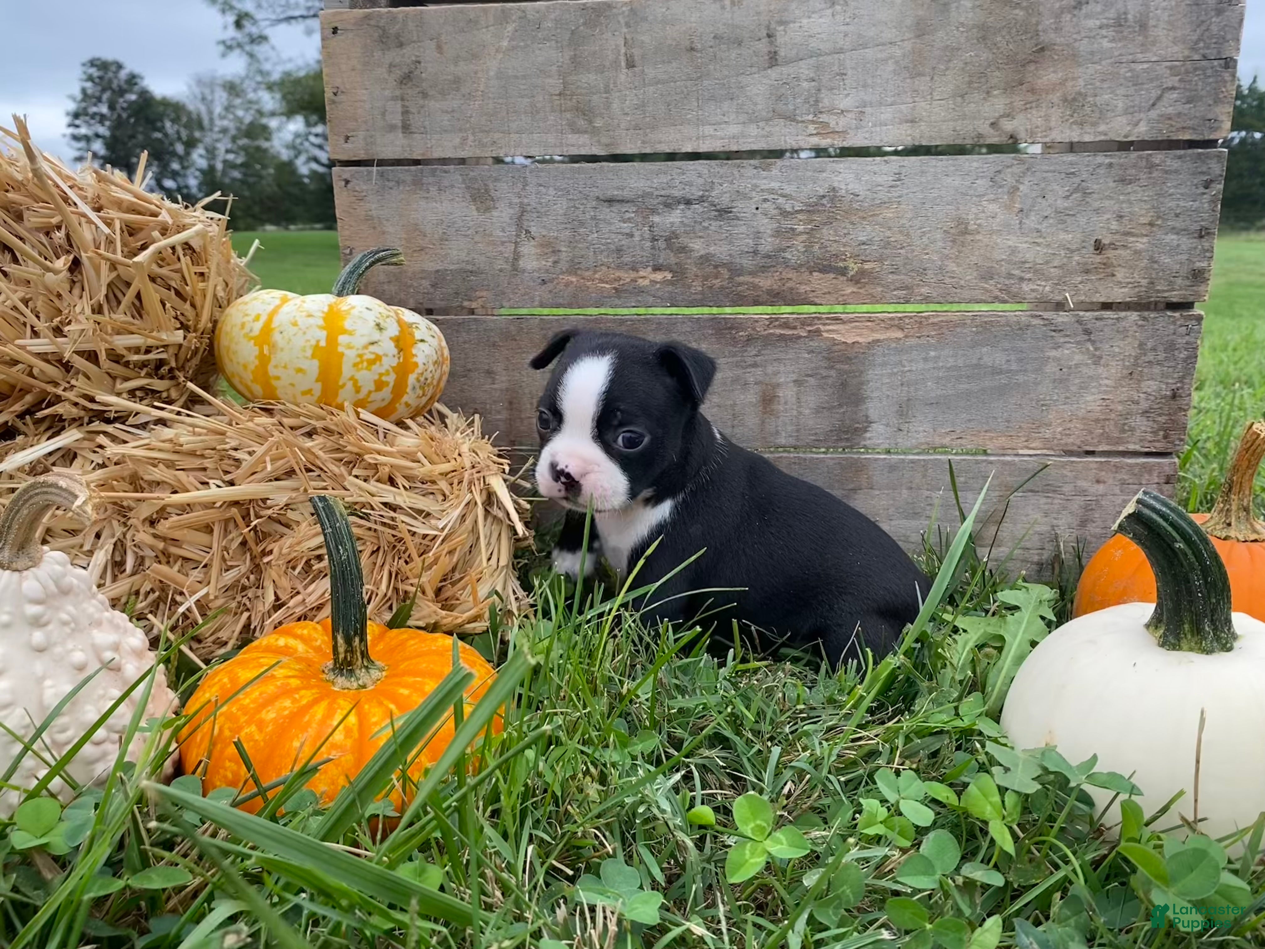 Boston Terrier dogs Milo - Ad 2