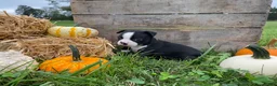 Boston Terrier dogs for sale: Milo - Ad 2
