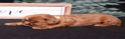 Cavalier King Charles Spaniel dogs for sale: Tyson - Ad 3