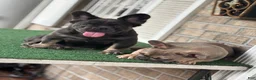 French Bulldog dogs for sale: French Bulldog pup female  - Ad 2