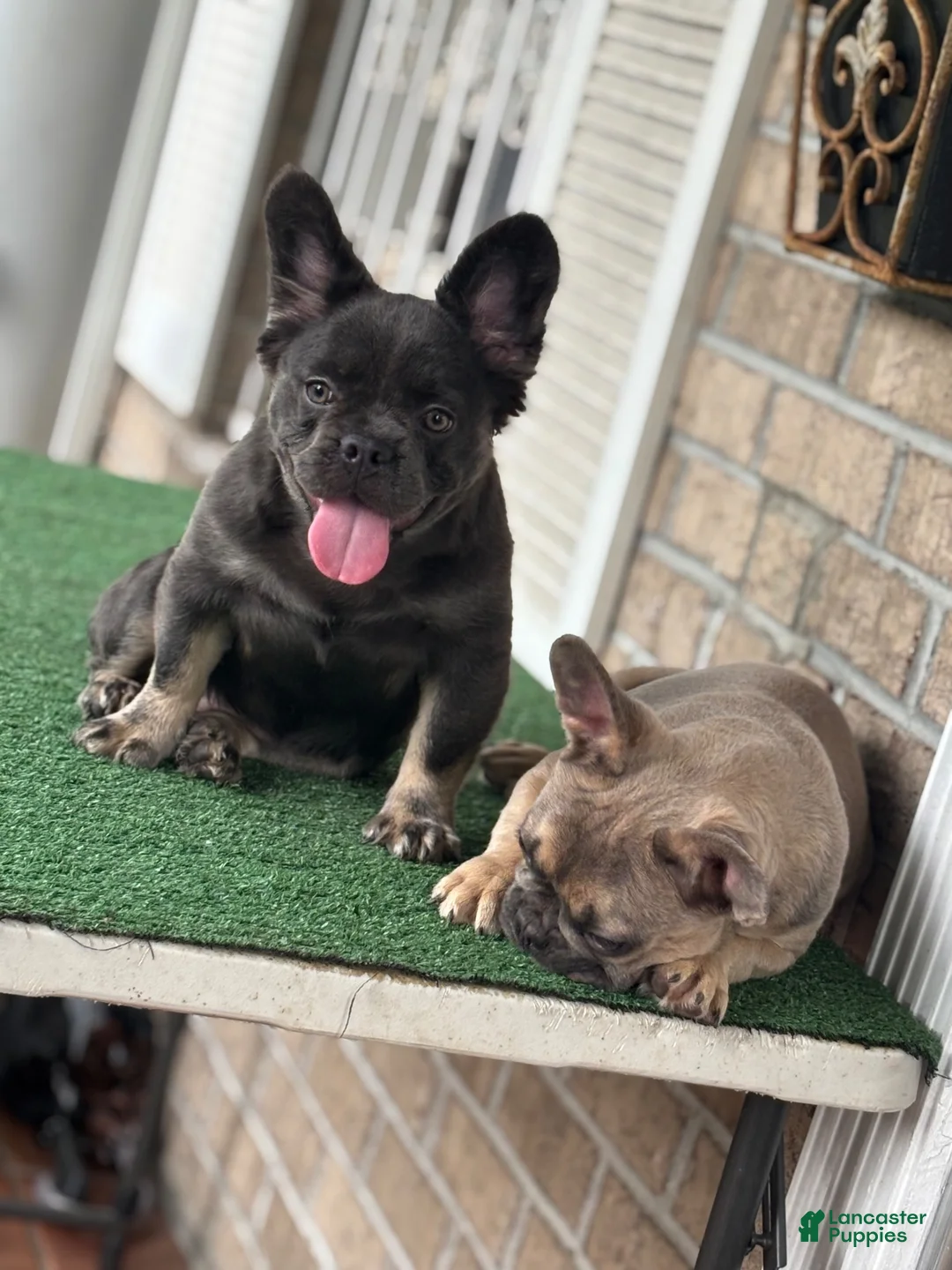 French Bulldog dogs for sale: French Bulldog pup female  - Ad 2