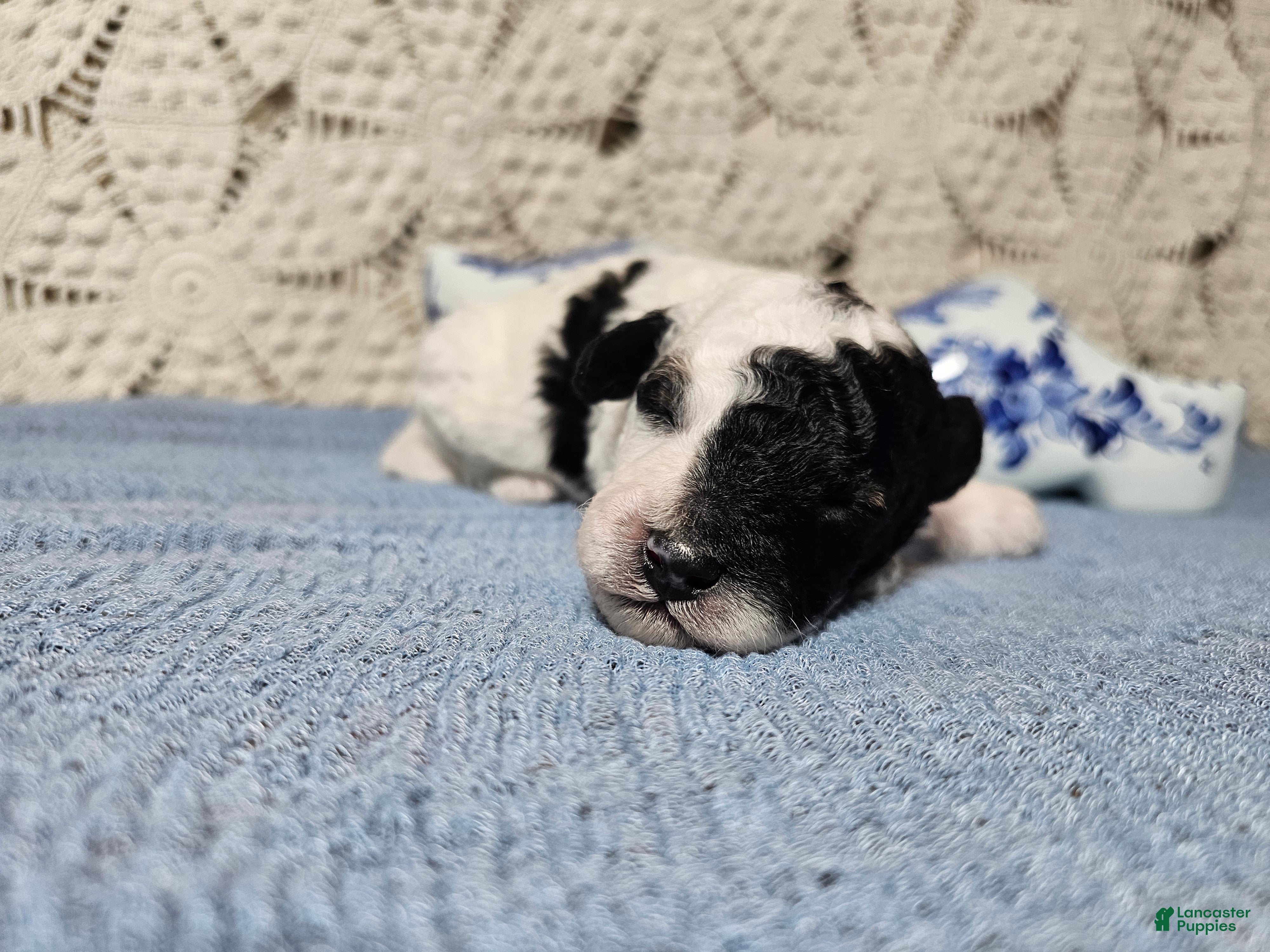 Mini Goldendoodle dogs Basil - Ad 1