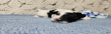 Basil