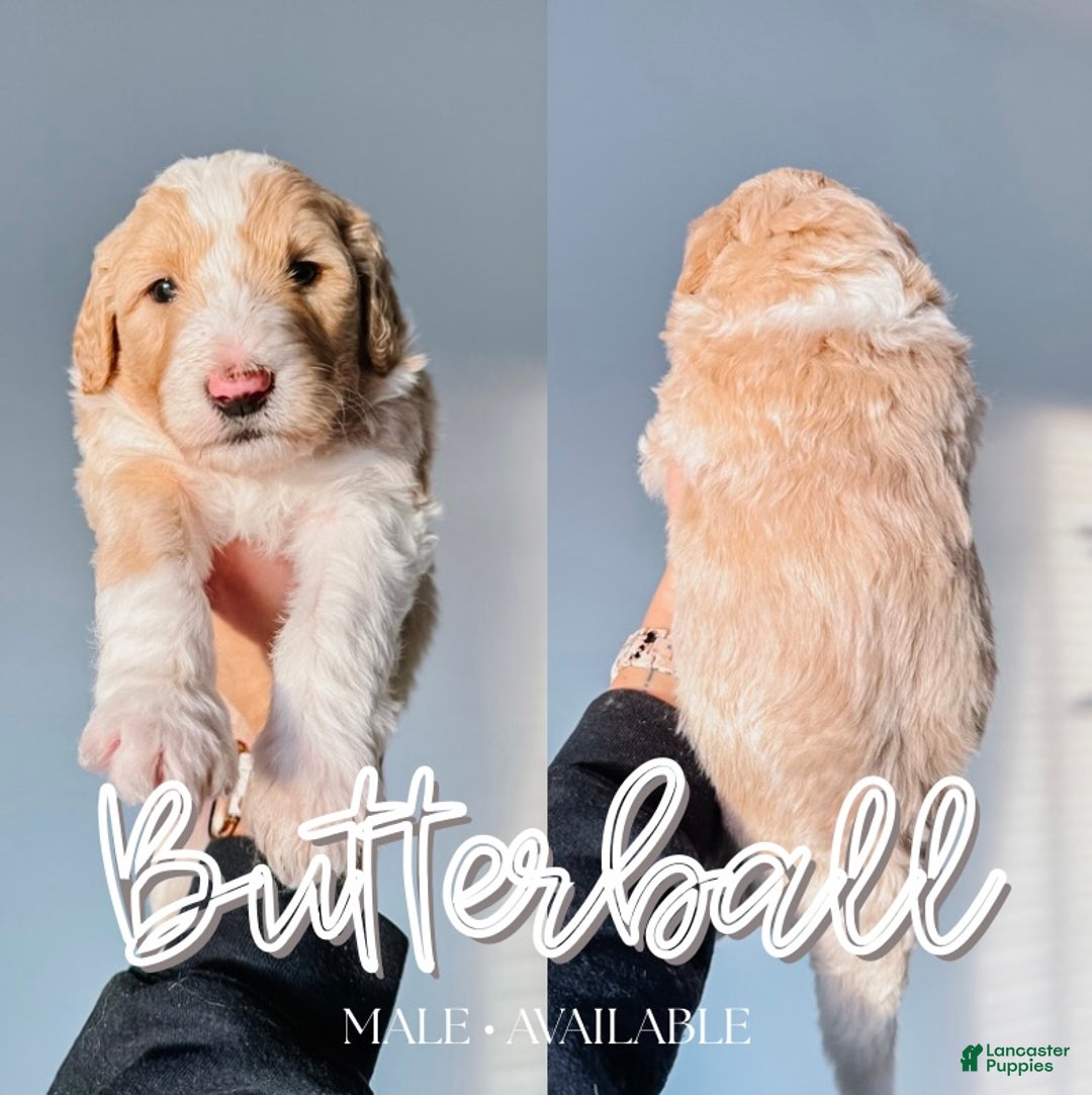 Mixed Breed dogs for sale: Butterball - Ad 1