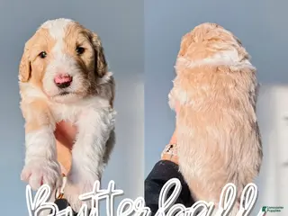 Mixed Breed dogs Butterball - Ad 3