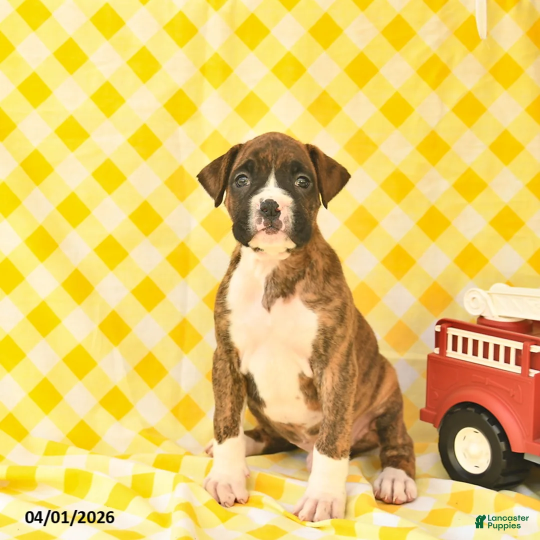 Boxer dogs for sale: Jaydon  - Ad 1