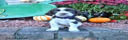 English Springer Spaniel dogs for sale: Marvin - Ad 2