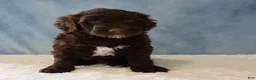 Portuguese Water Dog dogs for sale: Sierra - Ad 4