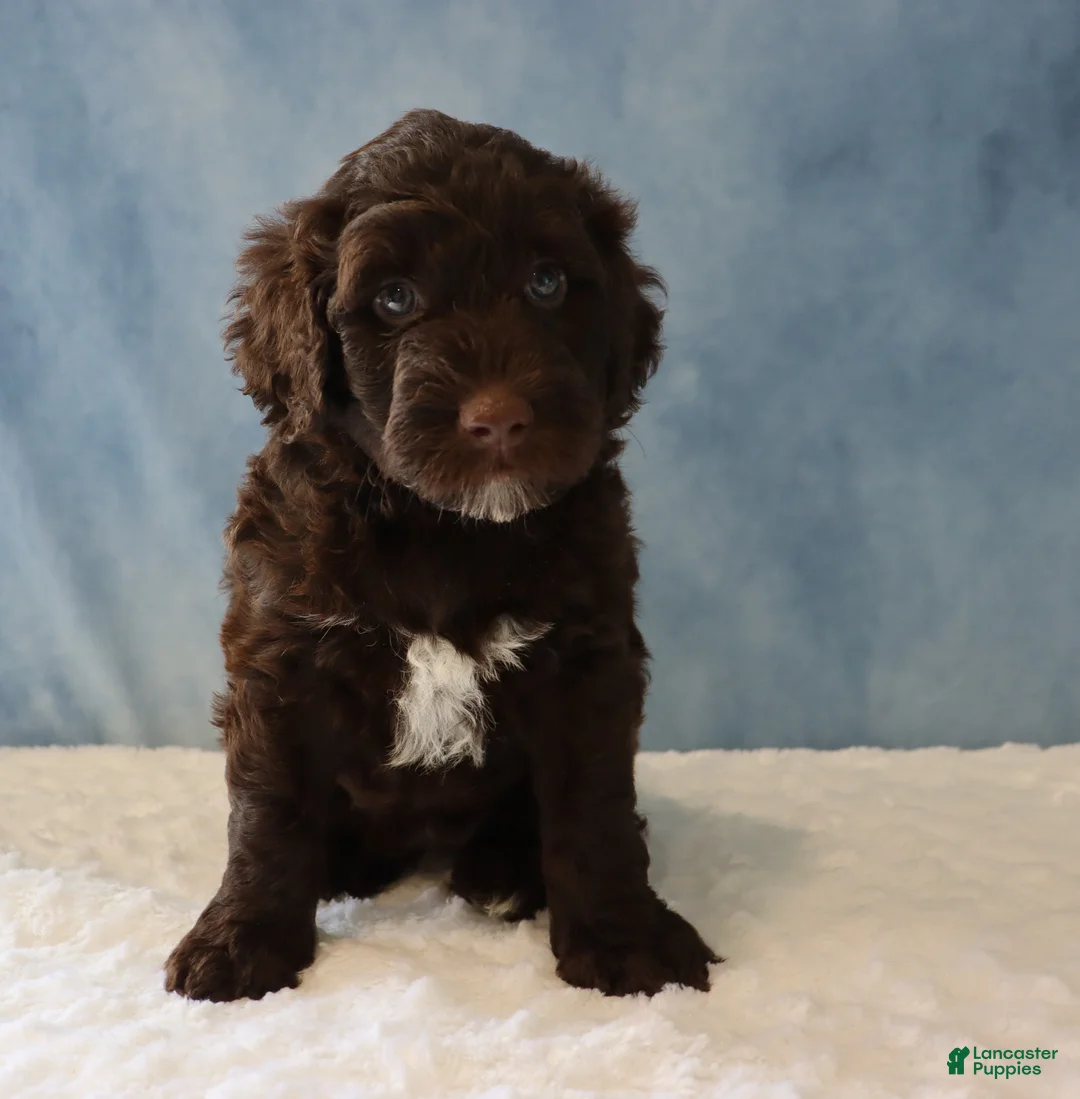 Portuguese Water Dog dogs for sale: Sierra - Ad 4