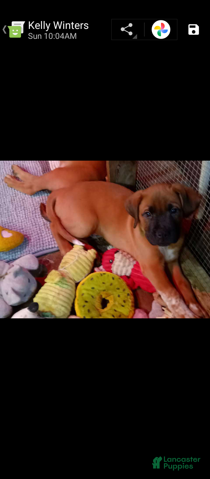 Mixed Breed dogs for sale:  3 - Ad 33