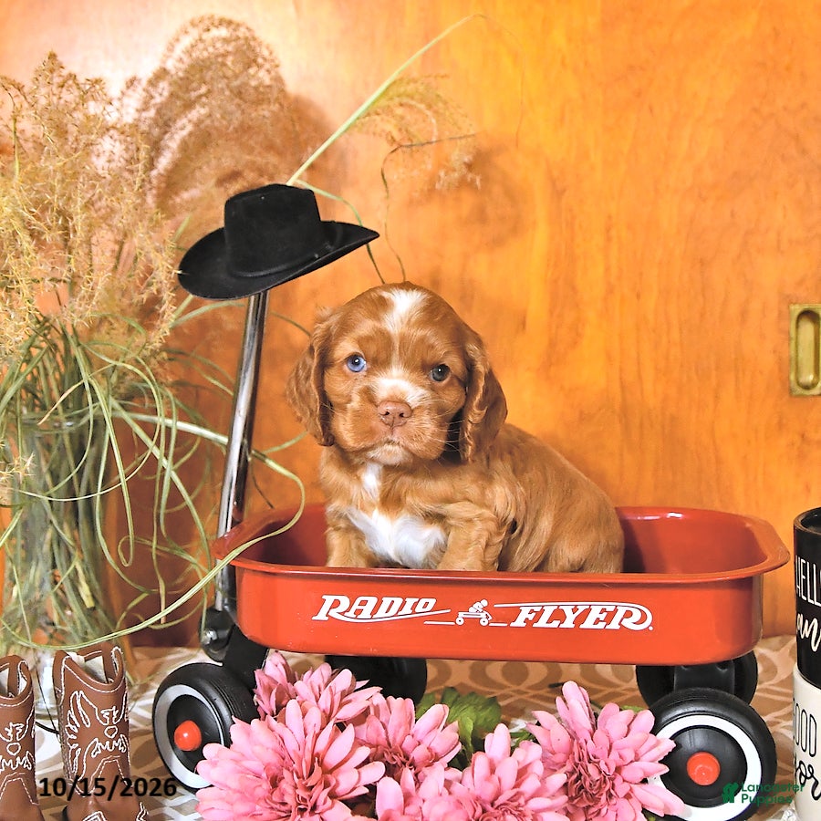 Cocker Spaniel dogs Ryan - Ad 1