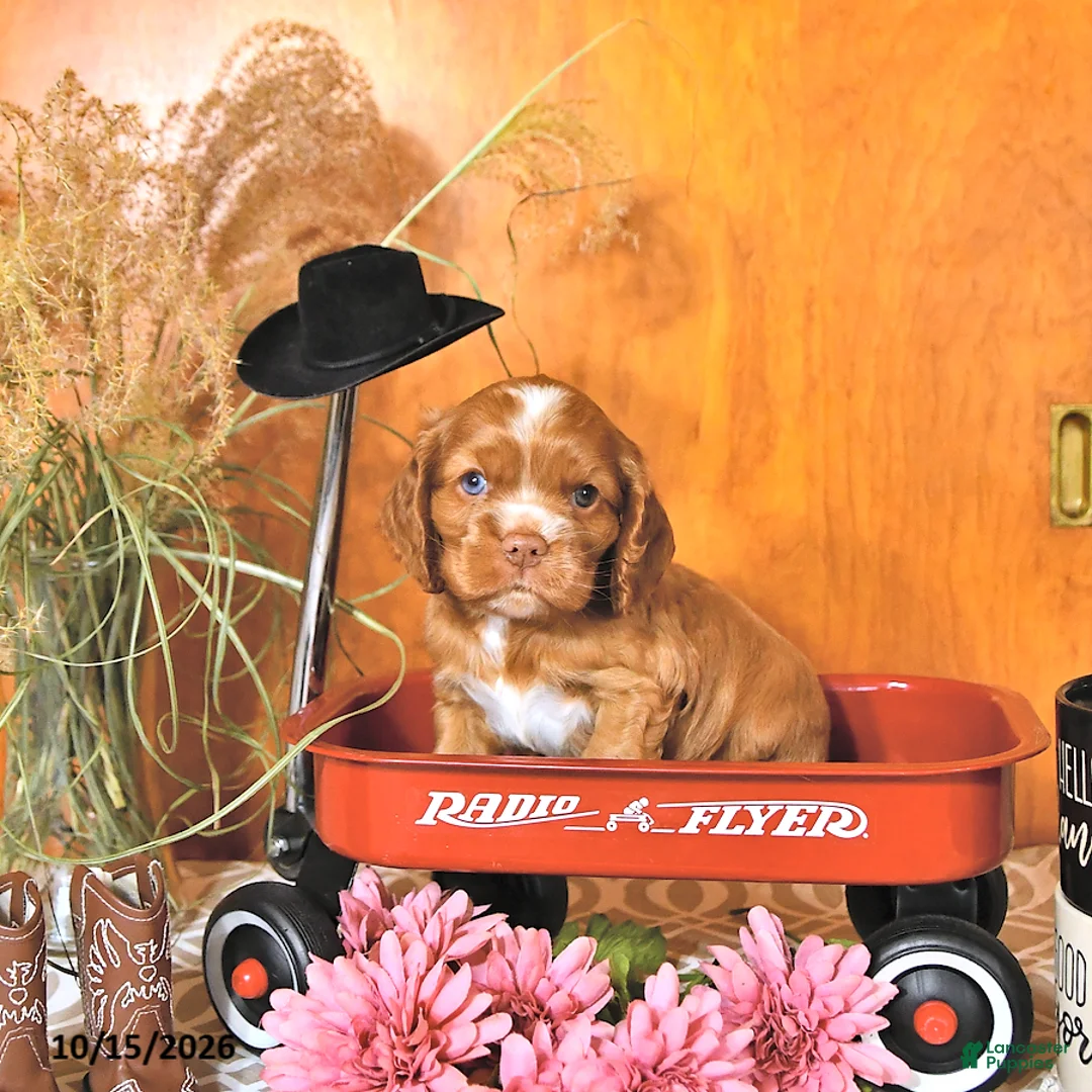 Cocker Spaniel dogs for sale: Ryan - Ad 1