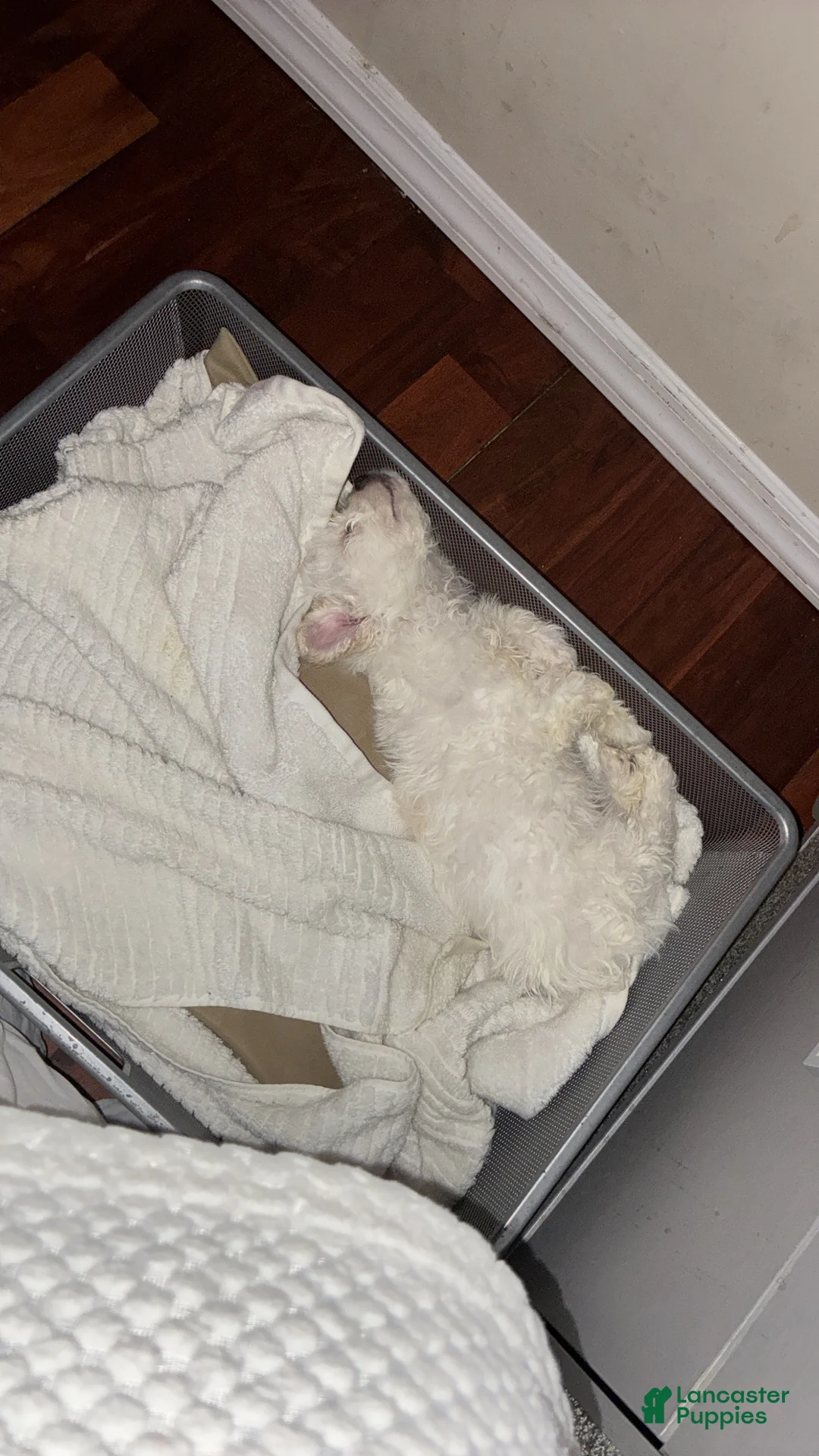 Mixed Breed dogs for sale: Mixed Breed Puppy 1 - Ad 2