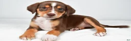 Mixed Breed dogs for sale: Reece - Ad 3