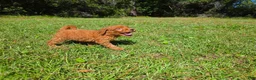 Goldendoodle dogs for sale:  Louie - Ad 7