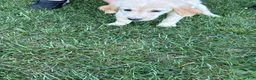 Golden Retriever dogs for sale: Orange - Ad 2