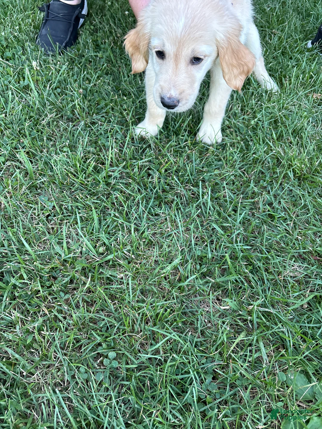Golden Retriever dogs for sale: Orange - Ad 2