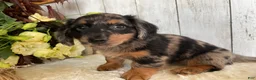 Miniature Dachshund dogs for sale: Lincoln  - Ad 8