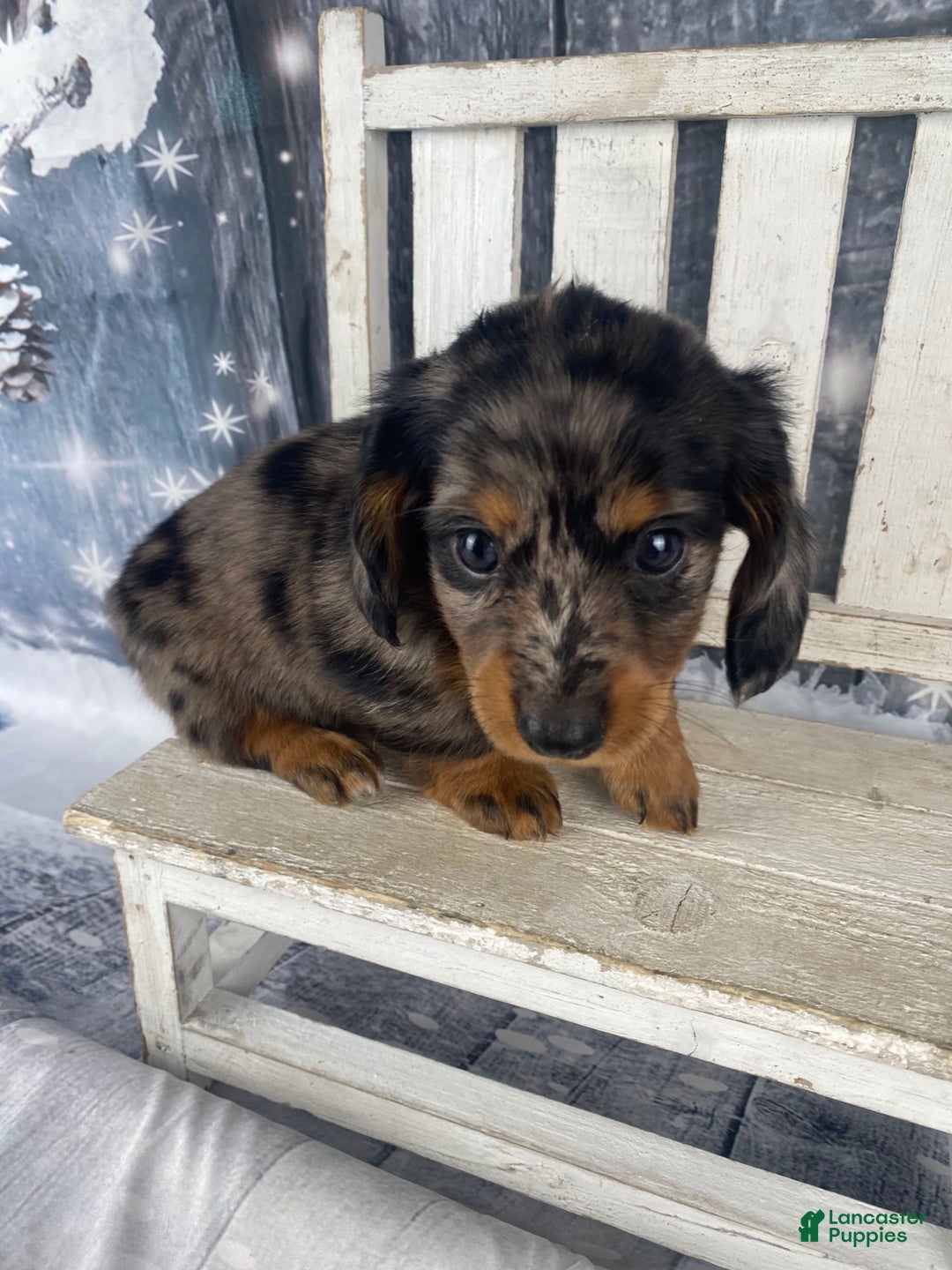 Miniature Dachshund dogs for sale: Donna - Ad 7