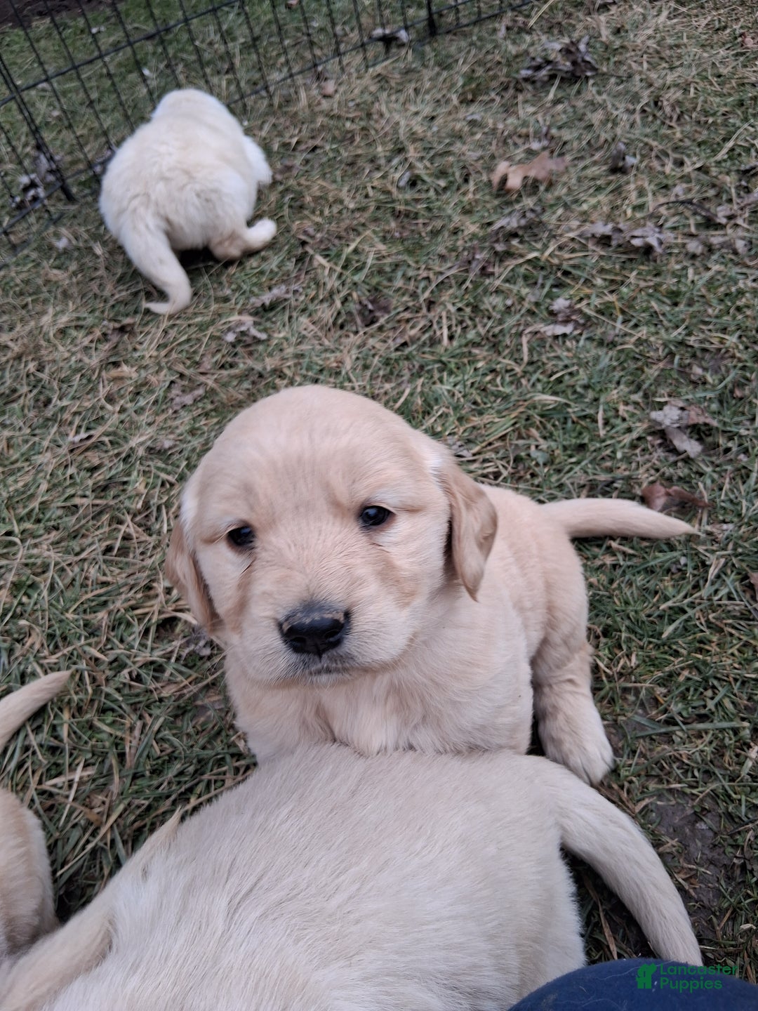 Golden Retriever dogs for sale: Sweetheart  - Ad 1