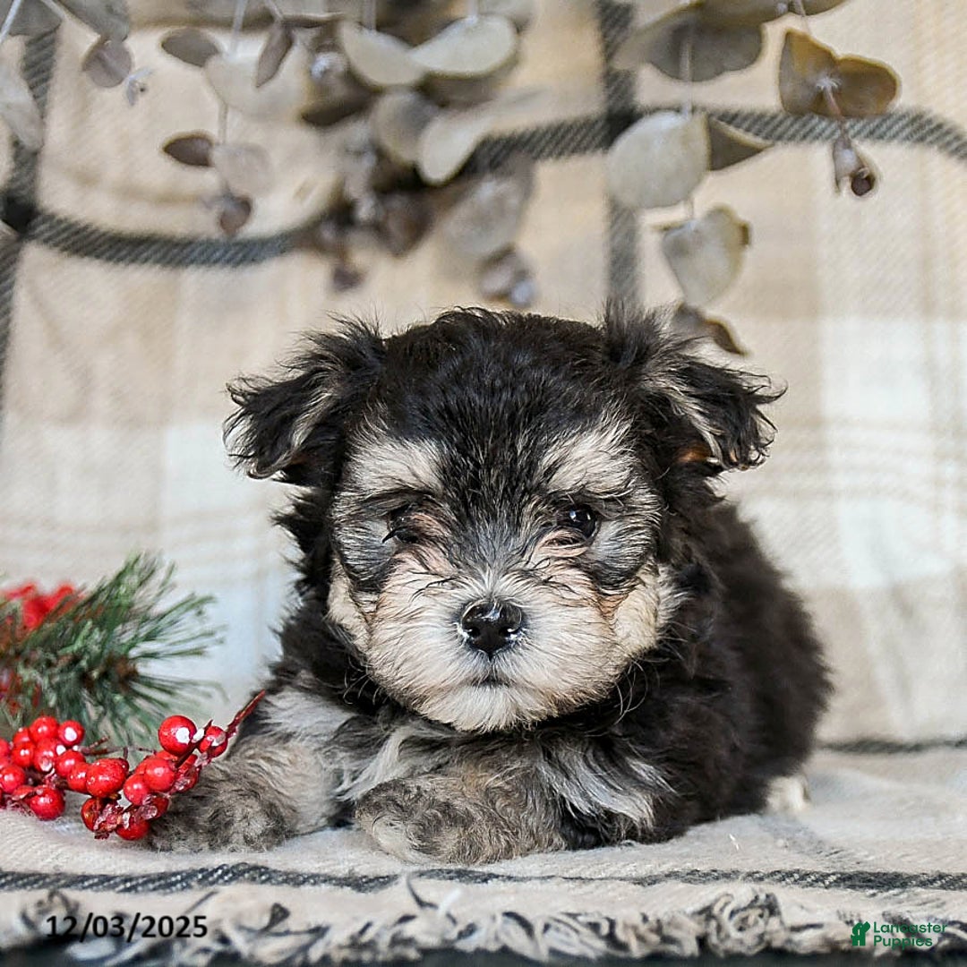 Maltipoo dogs for sale: Dixie - Ad 3