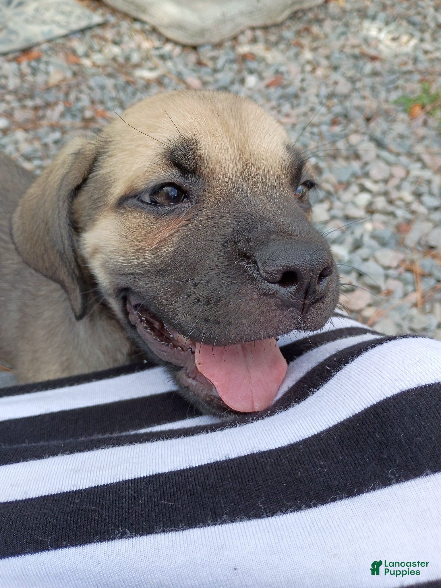 Cane Corso dogs Cane Corso Puppy 1 - Ad 7