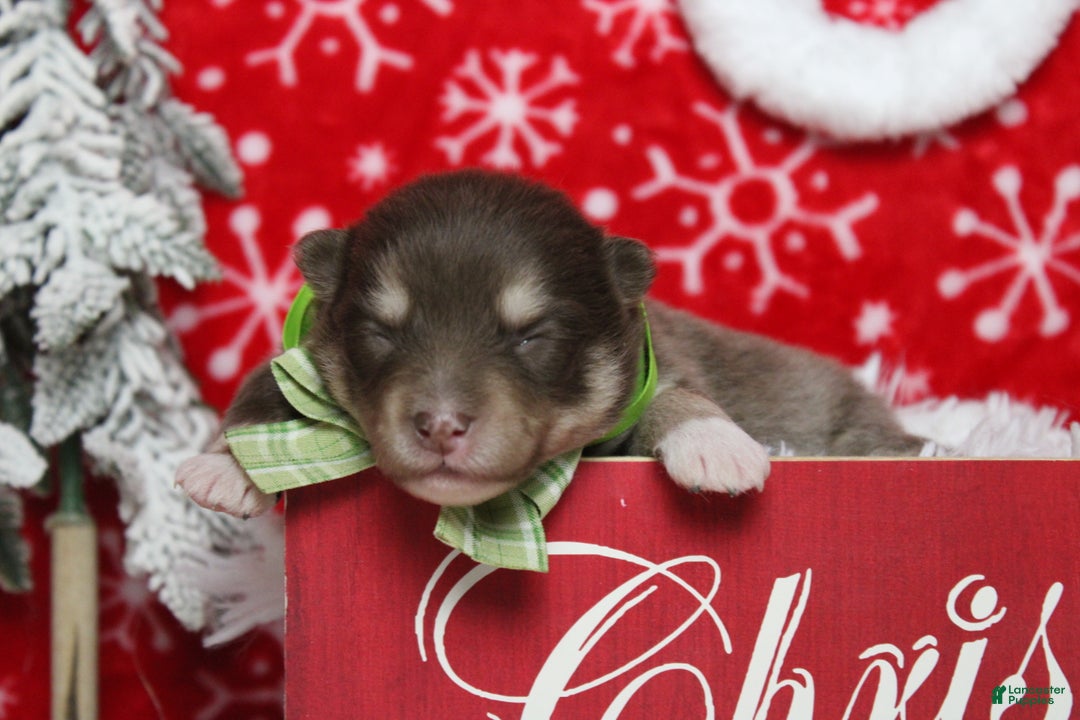 Pomsky dogs for sale: Duey  - Ad 9