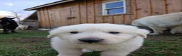 Great Pyrenees dogs for sale: Great Pyrenees Puppy 1 - Ad 5