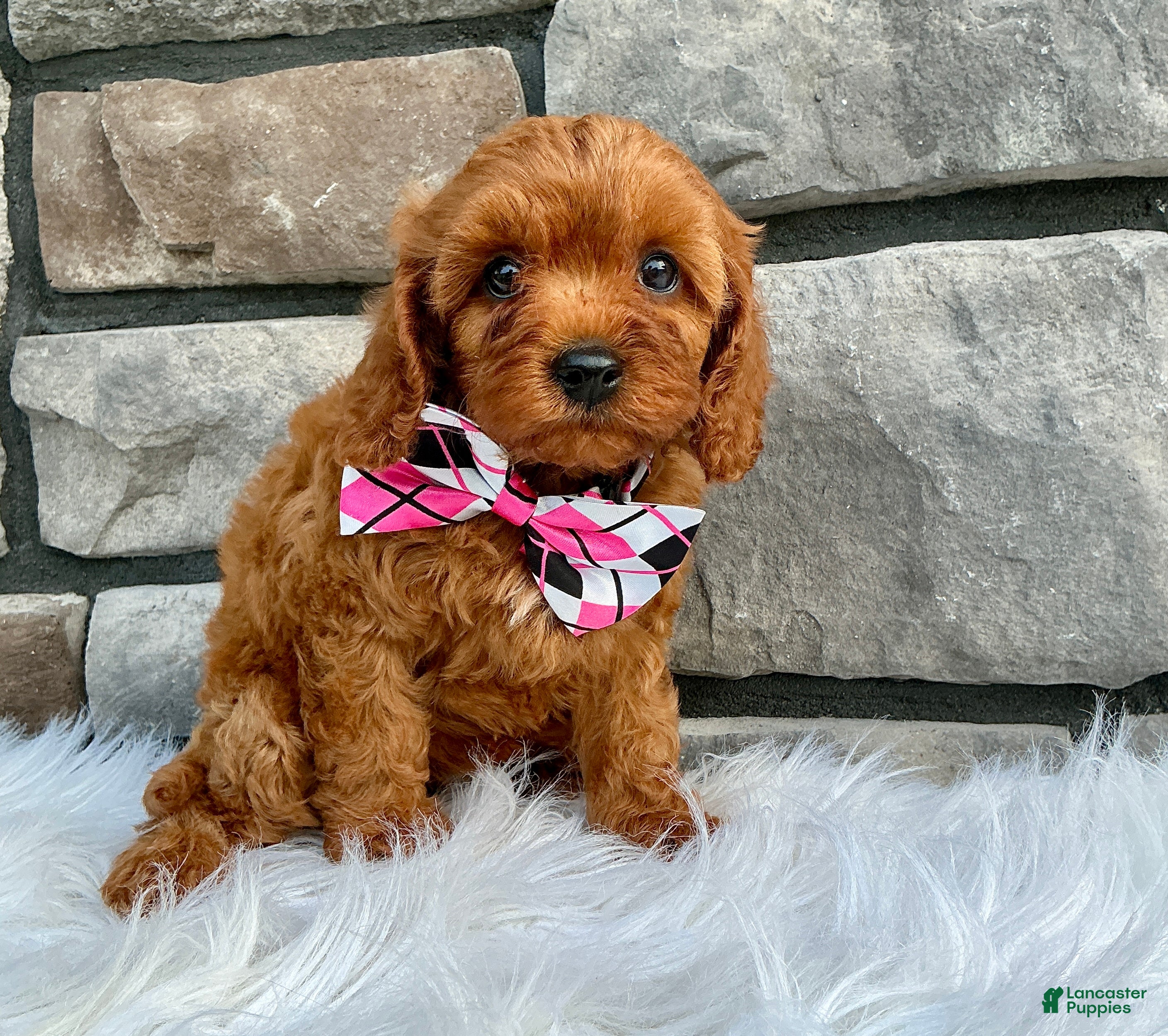 Cavapoo dogs Marley - Ad 2