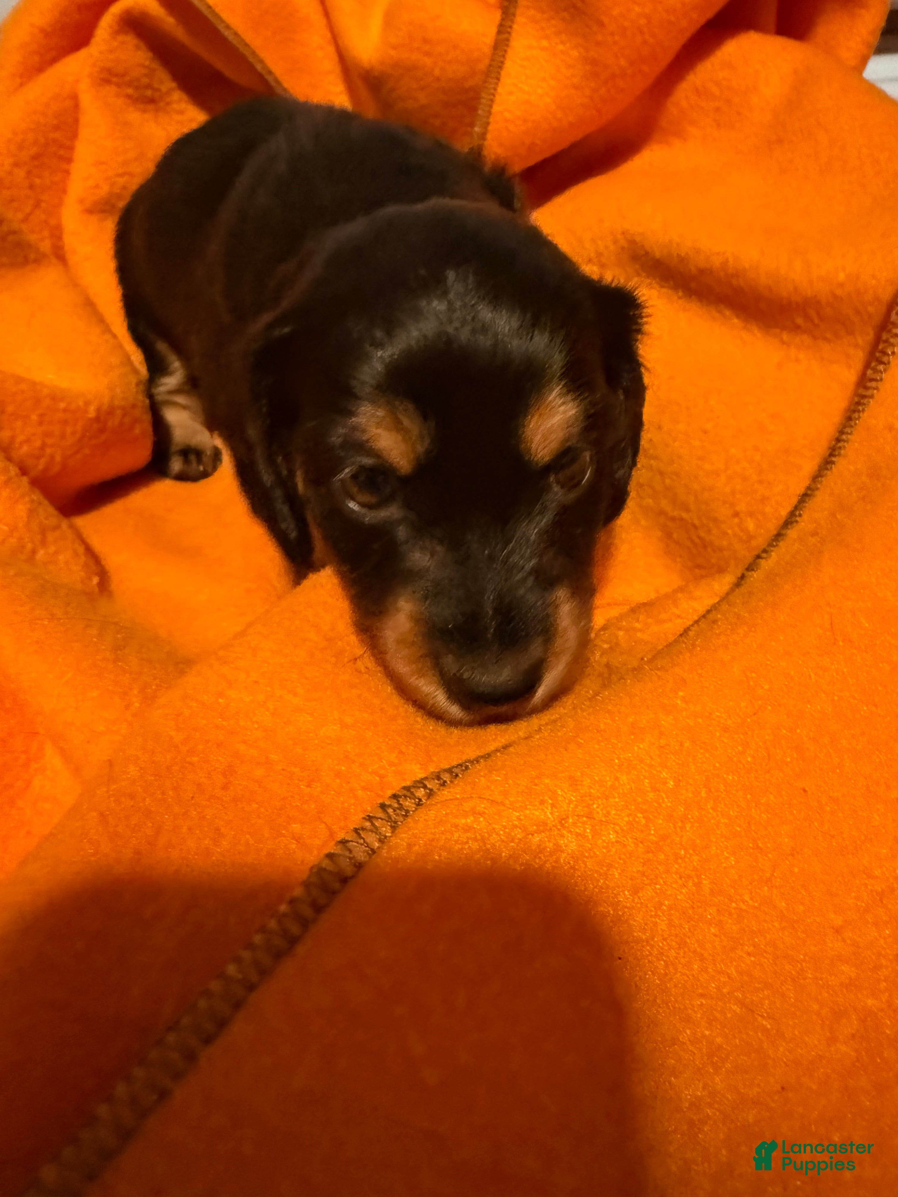 Miniature Dachshund dogs Cinnabon  - Ad 2
