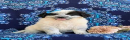 Mixed Breed dogs for sale: Moya - Ad 4