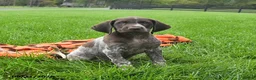 German Shorthaired Pointer dogs for sale: Serge  - Ad 4
