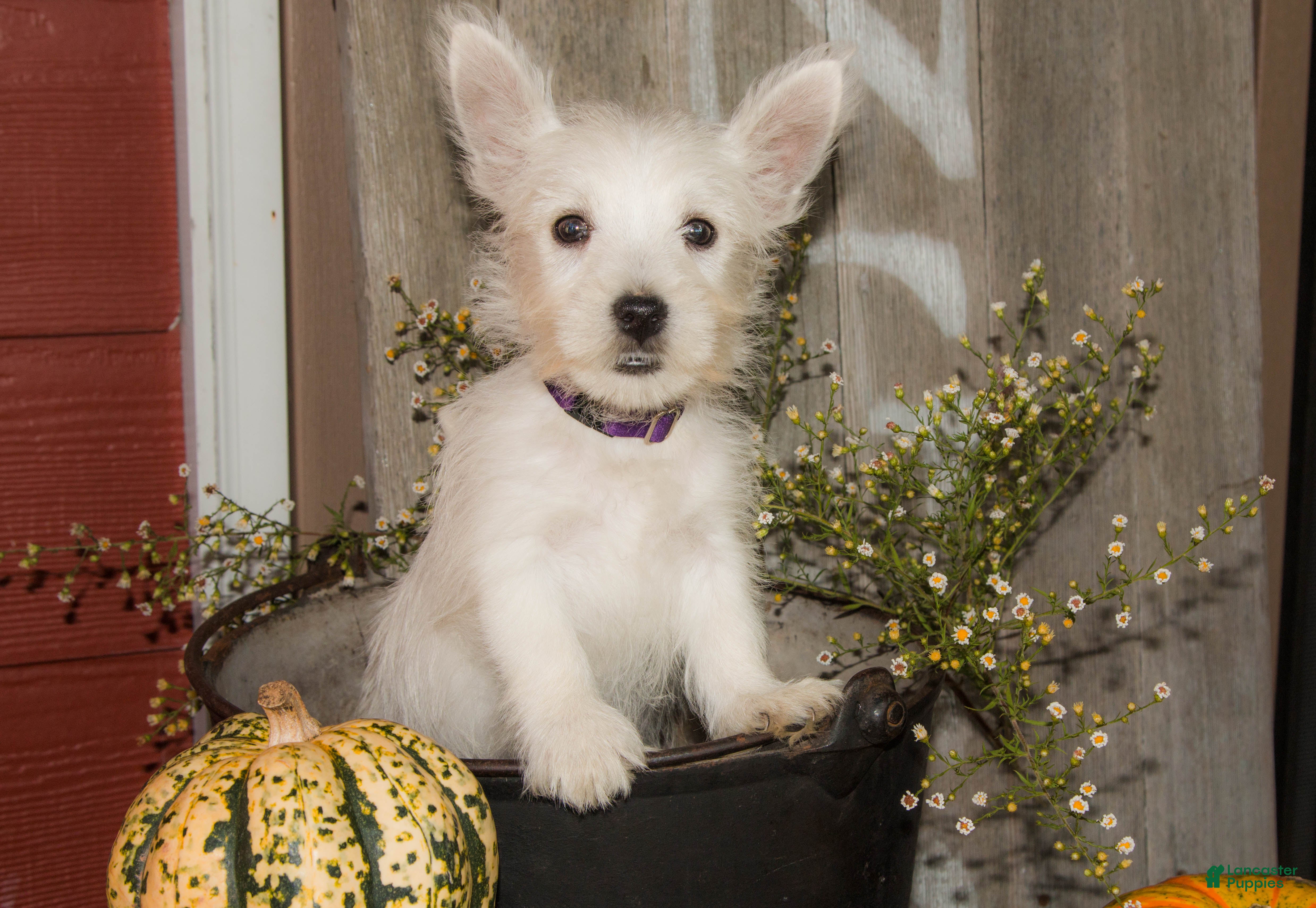 West Highland Terrier dogs for sale: Pumpkin - Ad 1