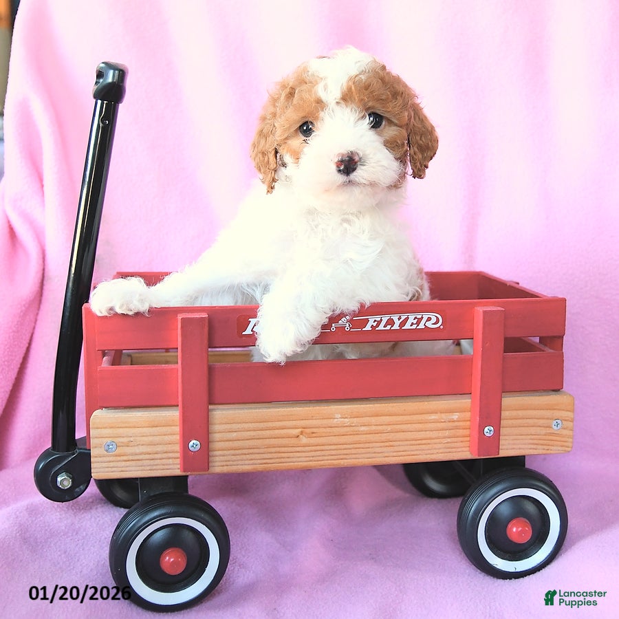 Toy Poodle dogs Oliver - Ad 2