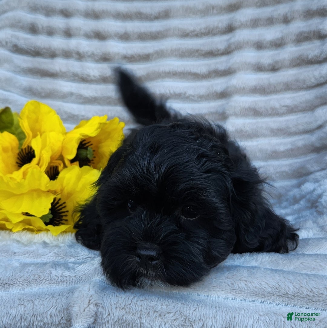 Shihpoo dogs for sale: Dallas - Ad 14