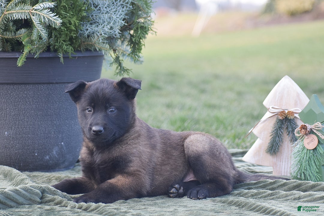 Belgian Malinois dogs for sale: Rosemary - Ad 5