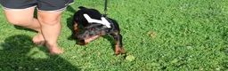 Doberman Pinscher dogs for sale: Doberman Pinscher 1 - Ad 23