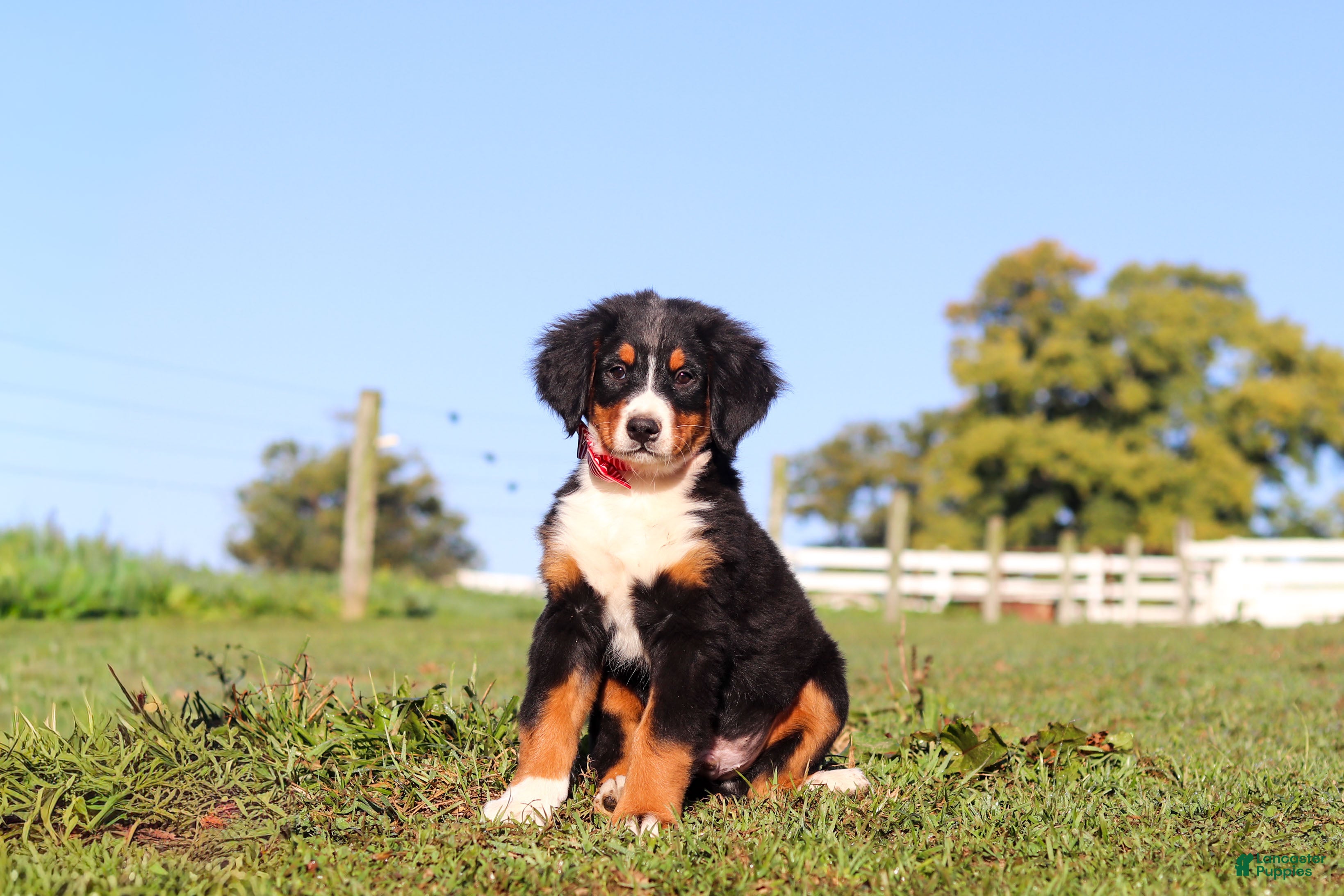 Bernese Mountain Dog dogs Milo - Ad 2