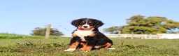 Bernese Mountain Dog dogs for sale: Milo - Ad 2