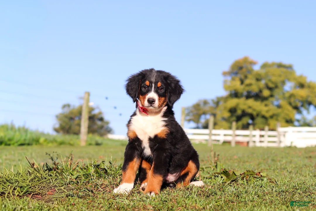Bernese Mountain Dog dogs for sale: Milo - Ad 2