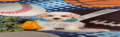 Finn Hypoallergenic