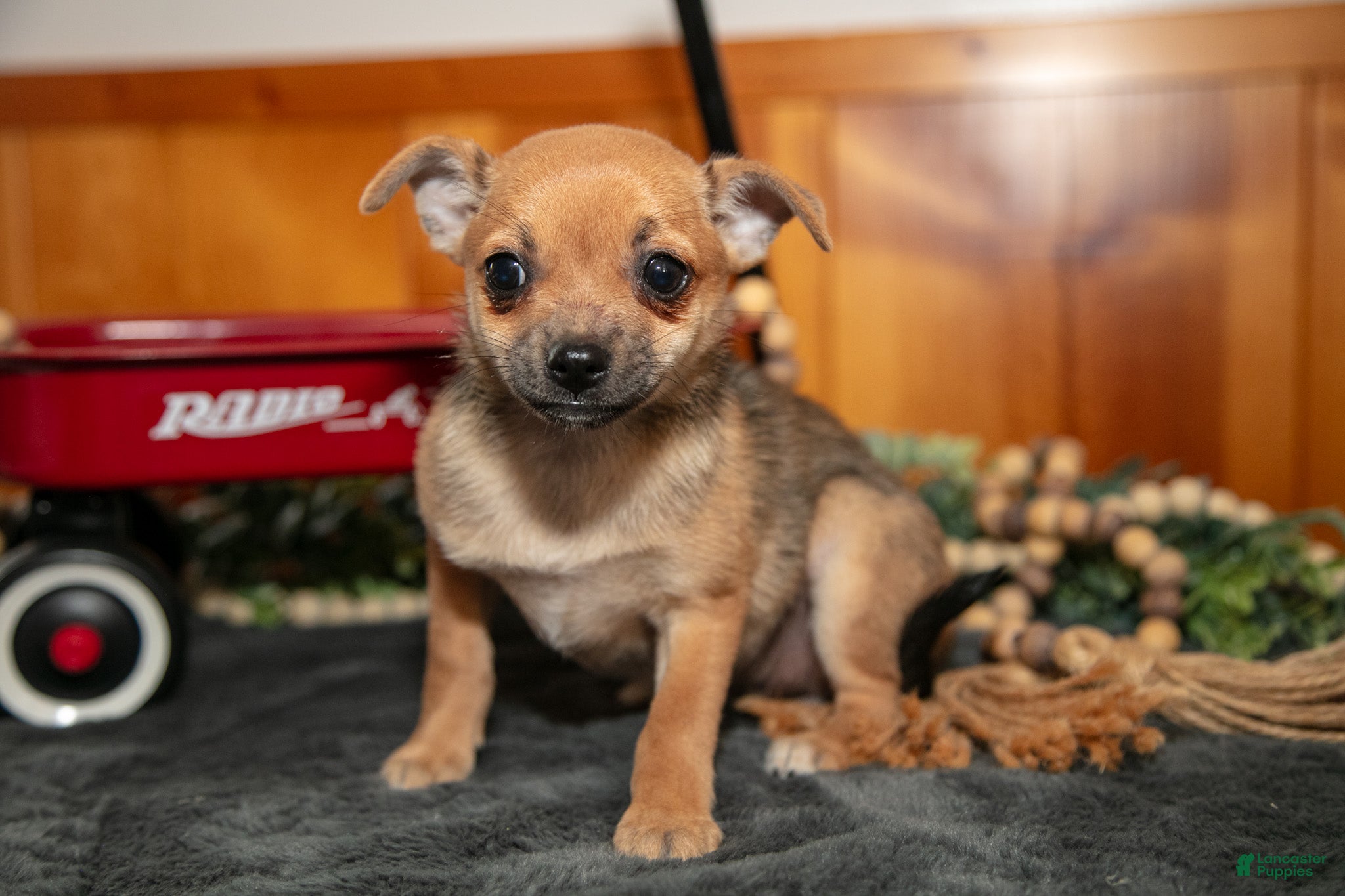 Chihuahua dogs Ayla - Ad 2