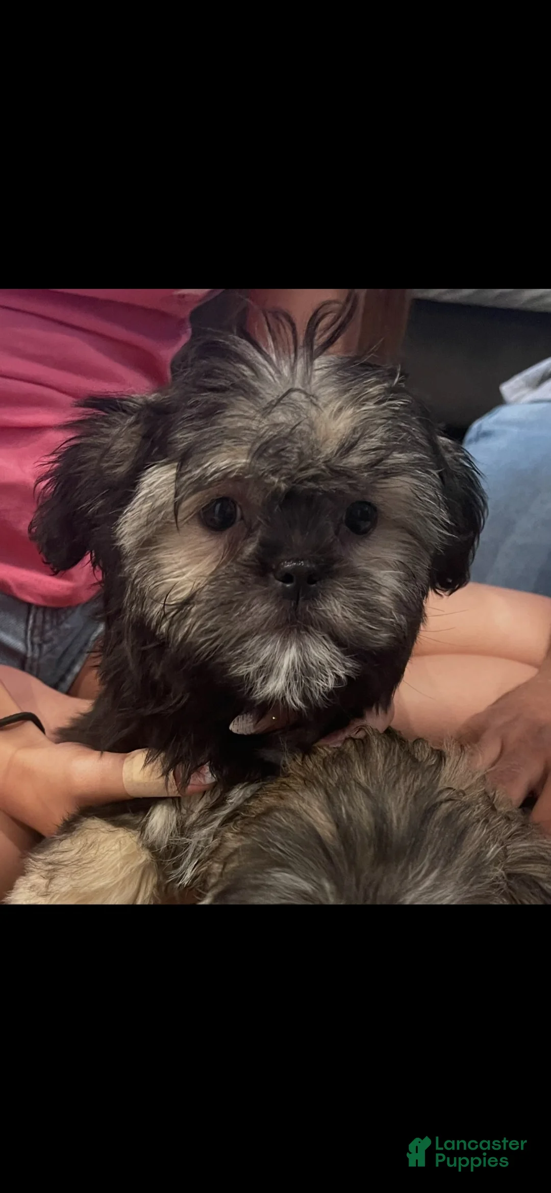 Shorkie dogs for sale: Shorkie 2 - Ad 2