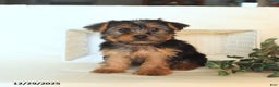 Yorkshire Terrier dogs for sale: Bella   - Ad 4