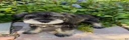 Miniature Schnauzer dogs for sale: Marigold - Ad 1