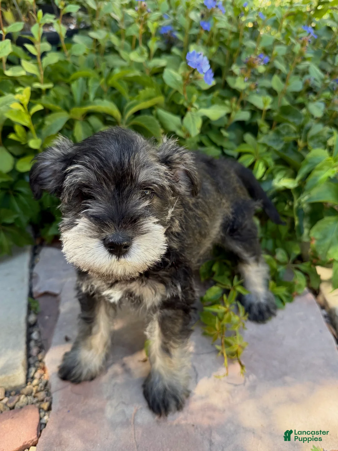 Miniature Schnauzer dogs for sale: Marigold - Ad 1
