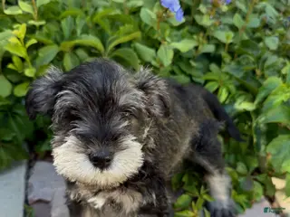 Miniature Schnauzer dogs Marigold - Ad 1