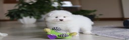Samoyed dogs for sale: Beth - Ad 14