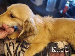Miniature Dachshund dogs Karl - Ad 5