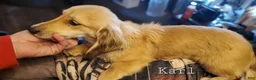 Miniature Dachshund dogs for sale: Karl - Ad 1